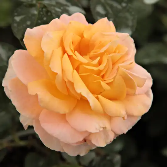 Trandafiri hibrizi Tea - Trandafiri - Scented Memory™ - 